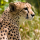 Image for article titled The Failed Experiment That Shows Why Cheetahs are Twice as Fast as Greyhounds